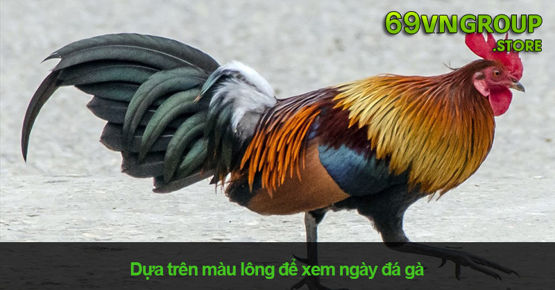 Dựa vào màu lông gà để xem ngày gà đá hiệu quả