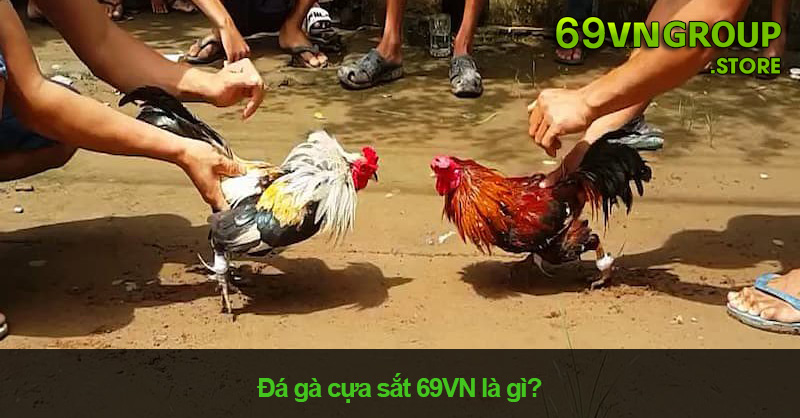 Đá gà cựa sắt 69VN là gì?